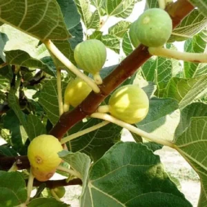 Ficus Carica Kadota - Starter Plant - 10-14 Inch - Sweet Fig Variety