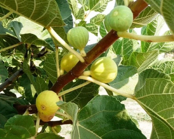 Ficus Carica Kadota - Starter Plant - 10-14 Inch - Sweet Fig Variety