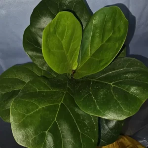 Ficus Lyrata Live Plant - Fiddle Leaf Fig - 12-15