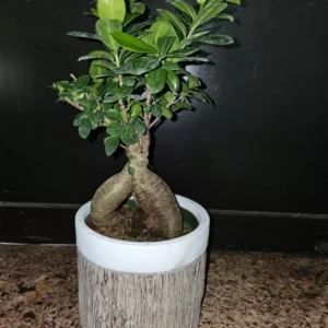 Ficus microcarpa Bonsai Tree - 12