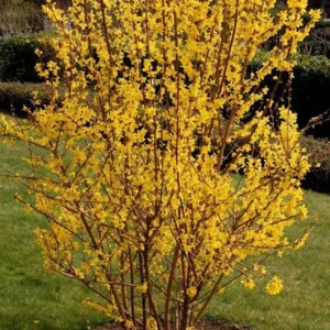 Forsythia Lynnwood Gold 2 Bare-root - Fast Growing Spring Blooms - 12-18 Inch Tall