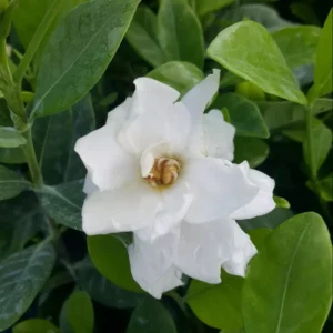 Frost Proof Gardenia Live Plant 7-10