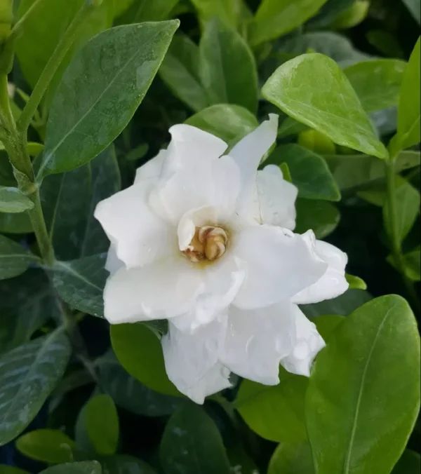 Frost Proof Gardenia Live Plant 7-10" Tall White Fragrant Flowers Evergreen