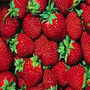 Ft. Laramie Everbearer Strawberry 10 Bare Root Plants - Red Fruit