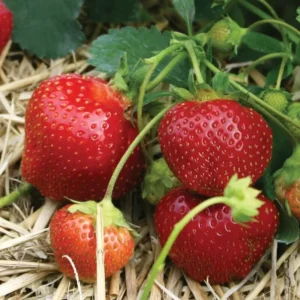 Galletta Strawberry Superhardy June Bearing Plants Lot of 25, High Yielding, Red Berries