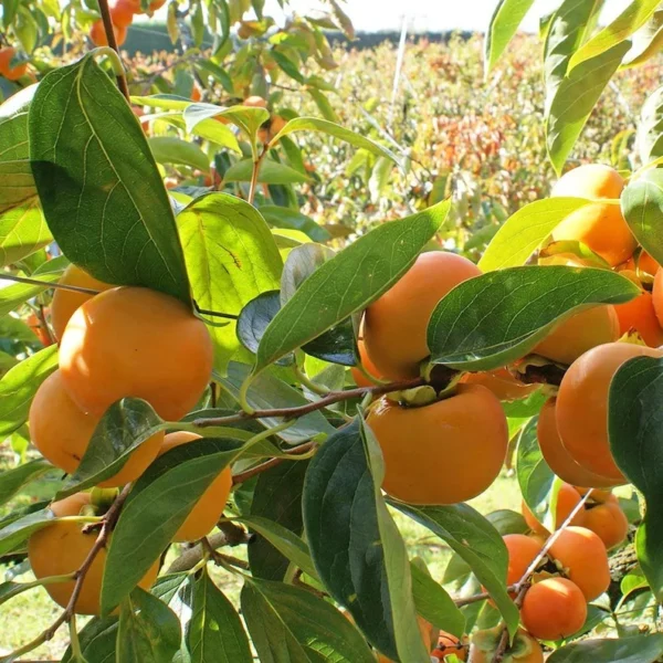 Giant Grafted Fuyu Persimmon Tree Bare-root | Sweet Non-Astringent Fruit | 3-4 Feet