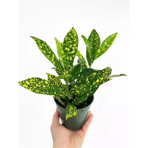 Gold Dust Croton Live Plant 7-10" Tall in 4" Pot – Evergreen Tropical Plant