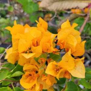 Gold Yellow Bougainvillea Live Plant 4