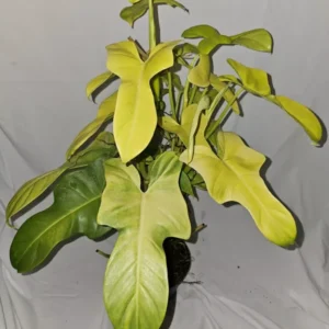 Golden Violin Philodendron Bipennifolium Aurea - 15-18” Live Plant - 4” Pot