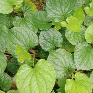 Green Betel Leaf Plants - 4 Live Piper Betel Lalot Lolot Plants Piper Sarmentosum Plants 8-12 Inch Tall