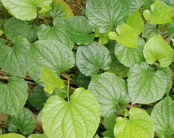 Green Betel Leaf Plants - 4 Live Piper Betel Lalot Lolot Plants Piper Sarmentosum Plants 8-12 Inch Tall