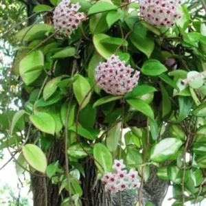 Green Hoya Carnosa Wax Flower Plant – 5