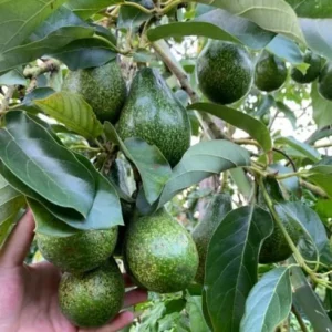 HASS Avocado Tree - 2ft Cold Hardy Fruit Plant - Avocado Hass - Persea Americana pLANT