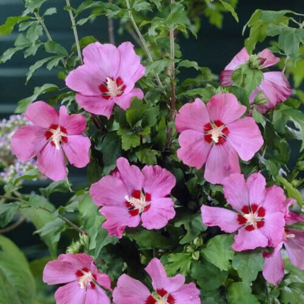 HIBISCUS SYRIACUS 'WOODBRIDGE' - Starter Plant - 4-6 Inch - Deciduous Shrub