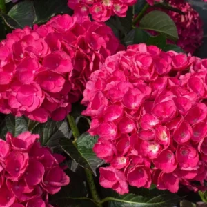 HYDRANGEA 'AKADAMA' - Flowering Shrub - 7-10 Inch - Dormant Starter Plant