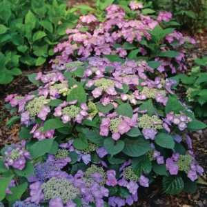 HYDRANGEA SERRATA Tuff Stuff Top Fun - Starter Plant - 3x4 Inch Pot - Compact Shrub