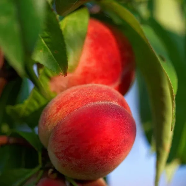 Harvester Peach Tree Bare-root 12-18'' | Sweet & Juicy Peach Variety