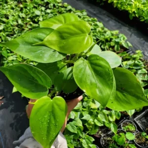 Heart Shape Leaf Philodendron Live Plant Green Vine, Indoor & Outdoor