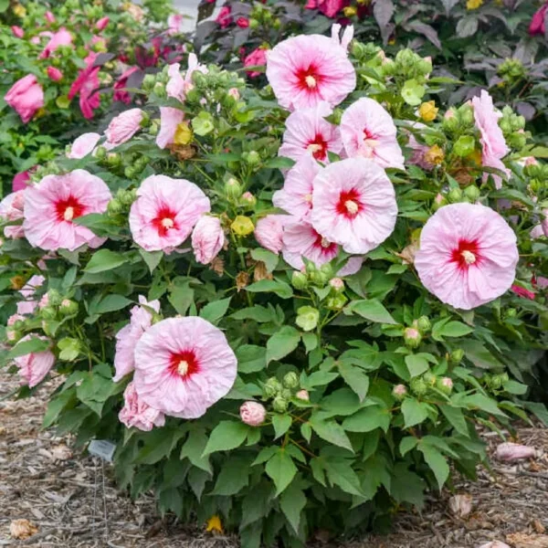 Hibiscus 'All Eyes On Me' Starter Plant - 2.5 Inch Pot - Hardy Perennial