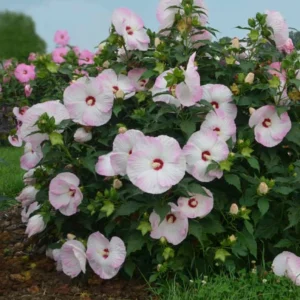 Hibiscus 'Ballet Slippers' - Hardy Perennial - Starter Plant - Dormant