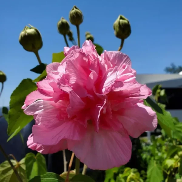 Hibiscus Mutabilis Live Plant - 7" Tall - Cotton Pink Rosemallow - Confederate Rose