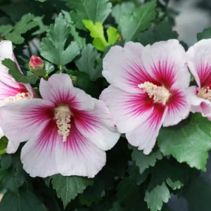 Hibiscus 'PARAPLU PINK INK' Starter Plant - 8-12 Inch - Hardy & Vibrant Blooms