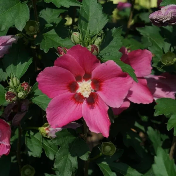 Hibiscus 'Paraplu Rouge' - 4-6 Inch Plant - Red-Pink Flowers