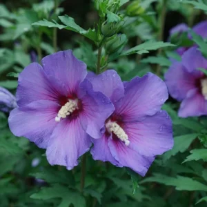 Hibiscus 'Paraplu Violet' Starter Plant - 2-3 Inch - Hardy Shrub