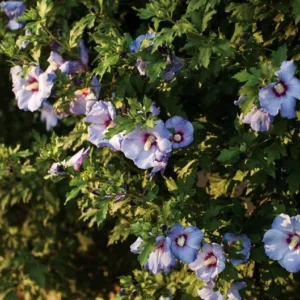 Hibiscus Syriacus Azurri Blue Satin - 3-5 Inch - Blue-Purple Blooms