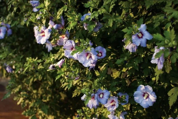 Hibiscus Syriacus Azurri Blue Satin - 3-5 Inch - Blue-Purple Blooms