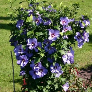 Hibiscus Syriacus 'Bluebird' Starter Plant - 6-9 Inch - Hardy Blue Blooms