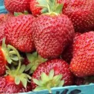 Honeoye Junebearing Strawberry Plant Lot of 10 Plants Self-Pollinating