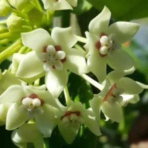 Hoya Australis Vine Wax Flower Live Plant 5