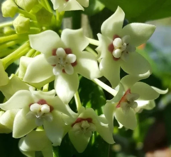 Hoya Australis Vine Wax Flower Live Plant 5" Tall - Vanilla Hoya