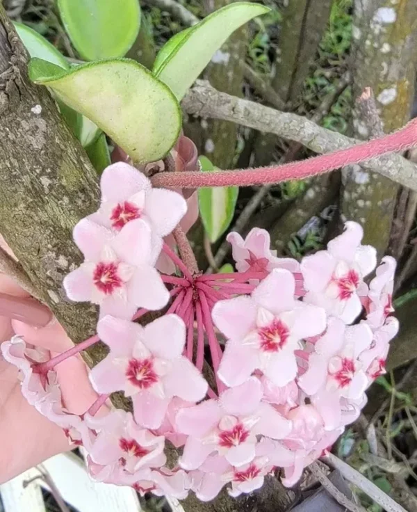 Hoya Carnosa Krimson Princess 5" Variegated Tricolor Live Plant in 4" Pot