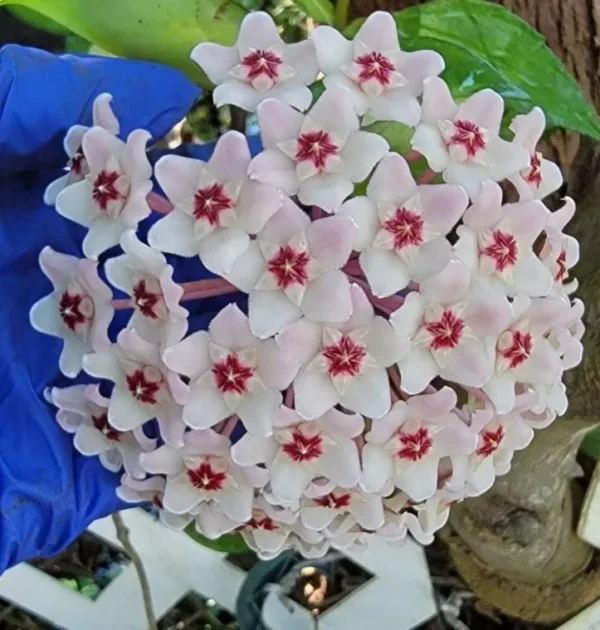 Hoya Carnosa Krimson Queen 5" Tall Variegated Hoya Succulent 4" Pot