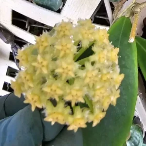 Hoya Mindorensis Live Plant - 5-7" Tall - Green & Yellow Wax Flower