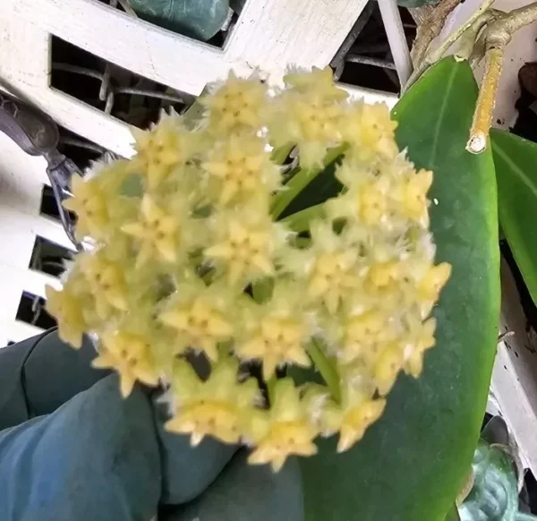 Hoya Mindorensis Live Plant - 5-7" Tall - Green & Yellow Wax Flower