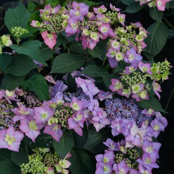 Hydrangea Let's Dance Can Do - Starter Plant - 4-6 Inch - Dormant