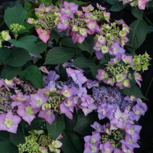 Hydrangea Let's Dance Can Do - Starter Plant - 7-9 Inch - Lacecap Blooms