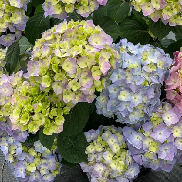 Hydrangea 'Let's Dance Sky View' - Starter Plant - 3x4 Inch Pot