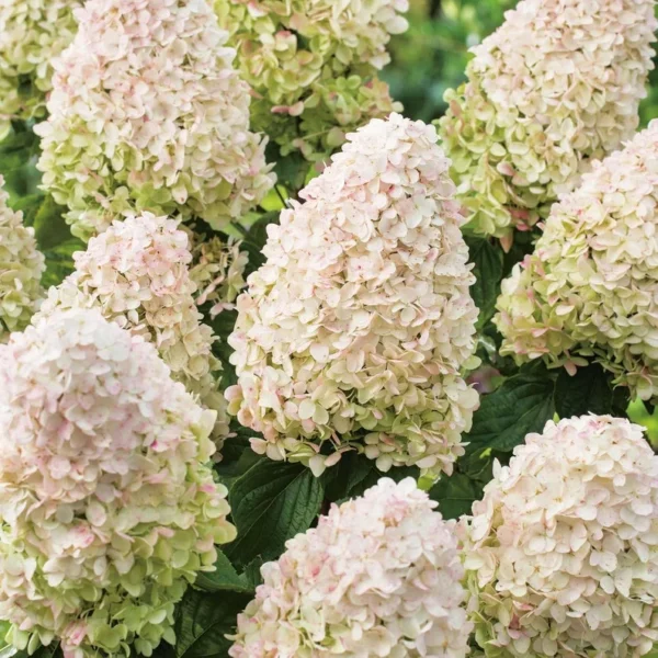 Hydrangea 'Little Fresco' Starter Plant - 8 Inch Hardy Dwarf Shrub