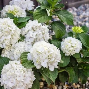 Hydrangea Macrophylla SISTER THERESE - Hardy Shrub - 6 Inch Starter Plant