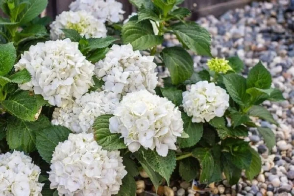 Hydrangea Macrophylla SISTER THERESE - Hardy Shrub - 6 Inch Starter Plant