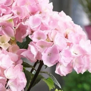 Hydrangea 'Onyx Flamingo' Starter Plant - 3-5 Inch - Black Stems & Pink Blooms