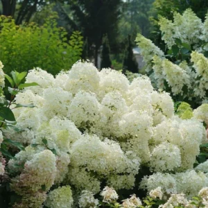 Hydrangea Paniculata 'PUFFER FISH' - Starter Plant - 4-6 Inch - Hardy Shrub