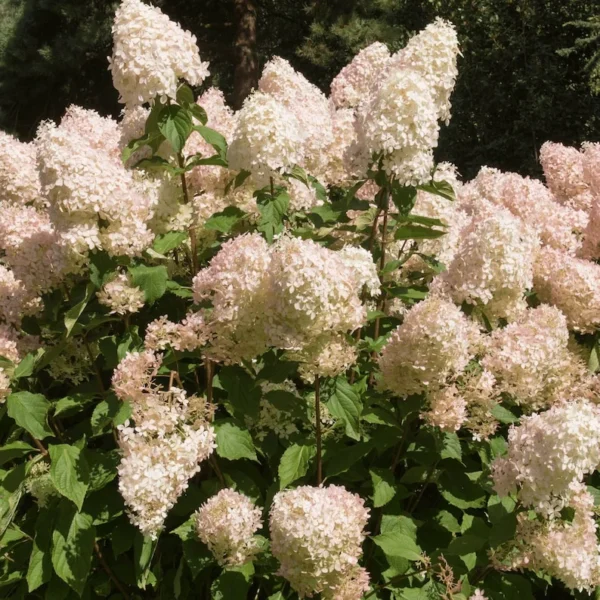 Hydrangea Paniculata Phantom - Starter Plant - 5-7 Inches - Dormant