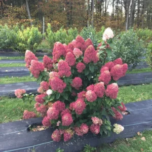 Hydrangea QUICK FIRE FAB Starter Plant - 8-12 Inch - Dormant Shrub