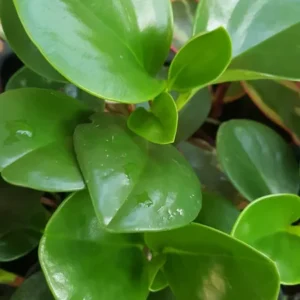 JADE Peperomia Live Plant 7 Inches Tall, Baby Rubber Plant Rotundifolia