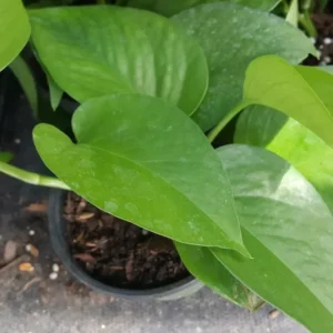 Jade Green Pothos - Well-Rooted Live Plant | 4